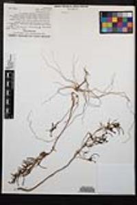 Camissonia strigulosa image