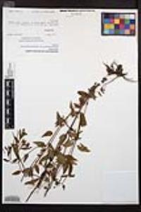 Epilobium ciliatum subsp. glandulosum image