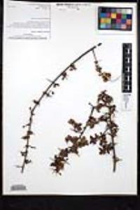 Sageretia wrightii image