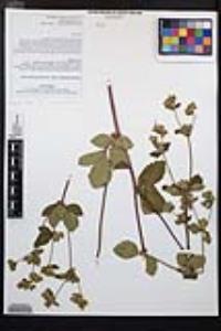 Drymocallis glandulosa var. reflexa image
