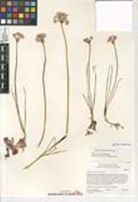 Allium marvinii image