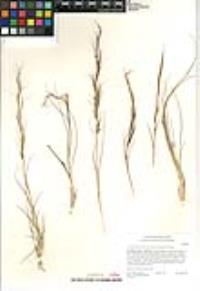 Aristida purpurea var. nealleyi image