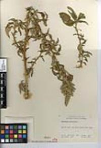 Malosma laurina image