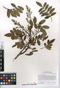 Schinus terebinthifolius image