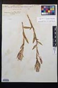 Oenothera elata subsp. hirsutissima image