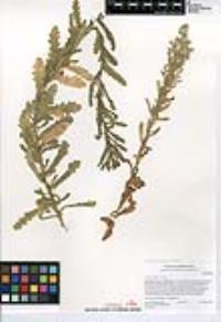 Laennecia coulteri image