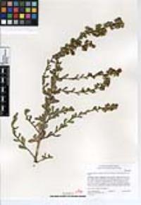 Hazardia squarrosa var. grindelioides image