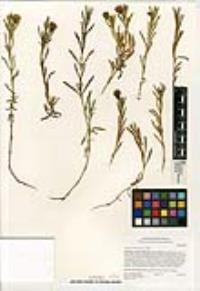 Jaumea carnosa image