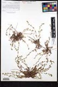 Plagiobothrys collinus var. californicus image