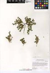 Lepidium didymum image