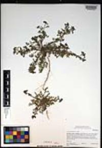 Lepidium didymum image