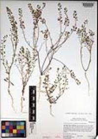 Lepidium virginicum subsp. menziesii image