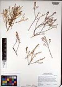 Lepidium virginicum var. robinsonii image