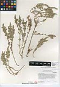 Atriplex californica image