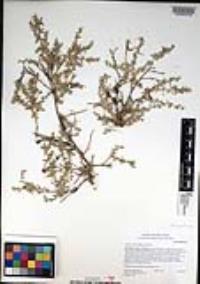 Atriplex coulteri image