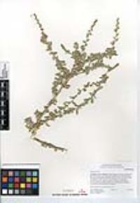 Atriplex glauca image