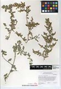 Atriplex lentiformis image