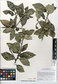 Quercus ilex image