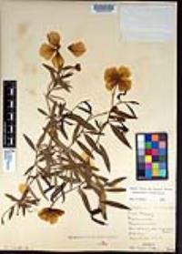 Dendromecon rigida image