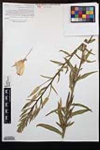 Oenothera elata subsp. hirsutissima image