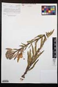 Oenothera elata subsp. hirsutissima image