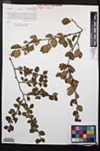 Cercocarpus minutiflorus image