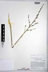 Chlorogalum parviflorum image