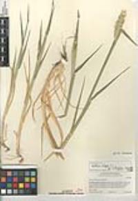 Hordeum vulgare image