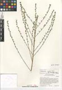 Stephanomeria virgata subsp. pleurocarpa image