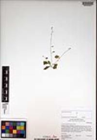 Draba cuneifolia image