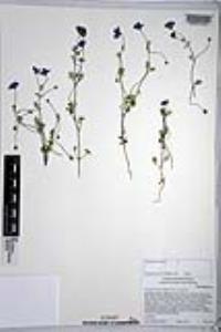 Nemophila menziesii image