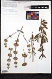Salvia mellifera image