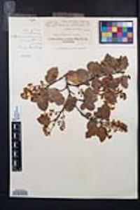 Prunus ilicifolia image