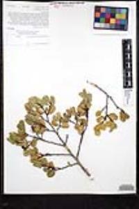 Rhamnus ilicifolia image