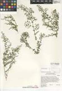 Galium stellatum subsp. eremicum image