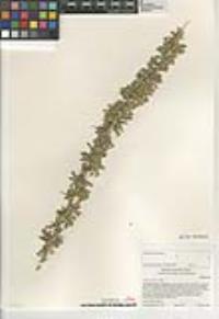 Lycium cooperi image
