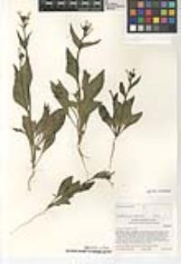 Nicotiana clevelandii image