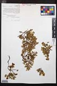 Larrea tridentata image