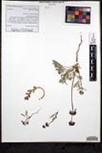 Salvia columbariae image