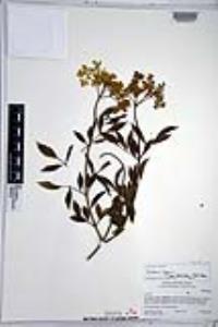 Sambucus cerulea image