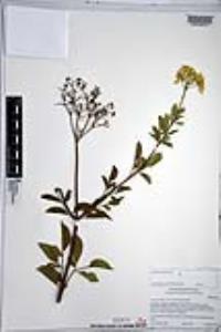 Sambucus nigra subsp. caerulea image