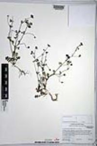 Nemophila menziesii var. menziesii image