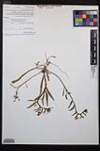 Camissoniopsis bistorta image