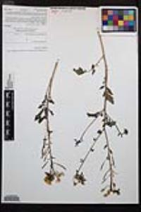 Chylismia claviformis var. peirsonii image
