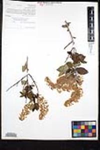 Ceanothus leucodermis image