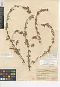 Acmispon decumbens image