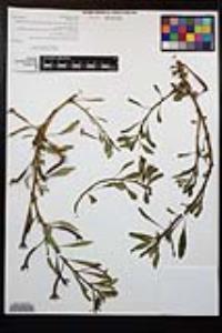 Ludwigia peploides subsp. peploides image