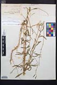 Epilobium brachycarpum image