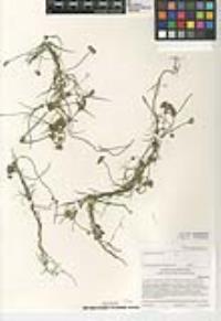 Funastrum heterophyllum image