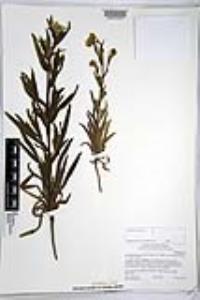 Amsinckia intermedia image
